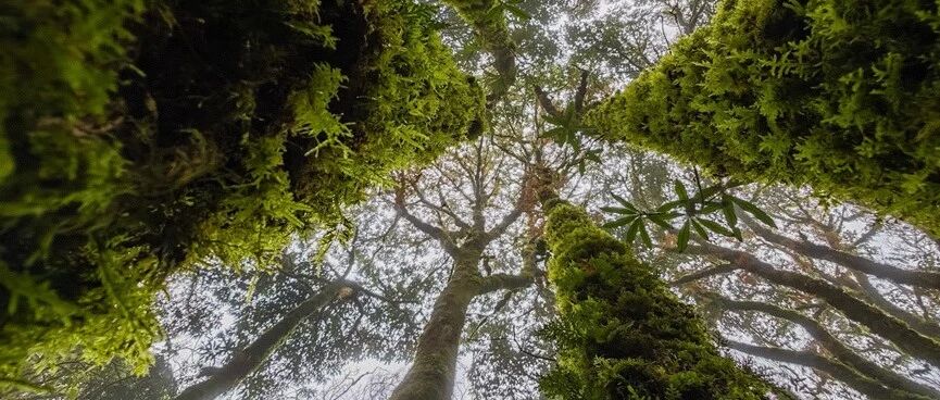 【春节特辑|云南】【火车/飞机】2月18日-2月22日：哀牢山-景迈山-西双版纳