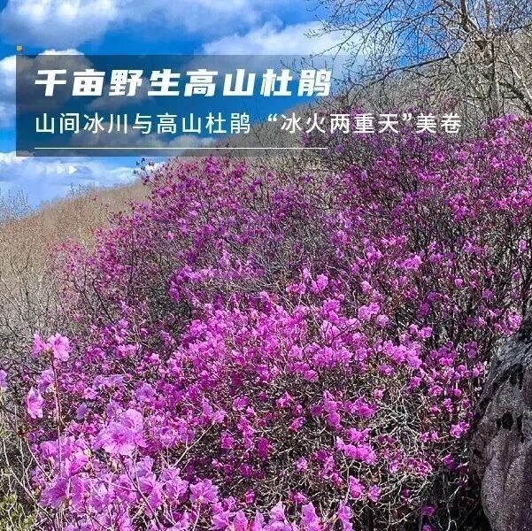 喇叭沟门｜高山杜鹃花海の穿越原始白桦林 休闲踏青赏花活动