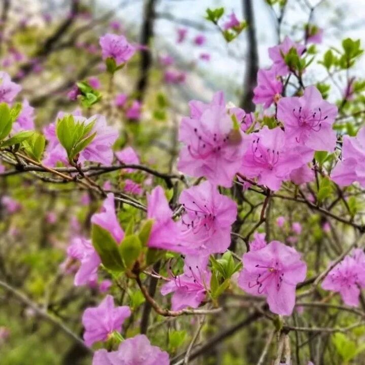 【中级】4月25日：天门山-云蒙山-天仙瀑赏杜鹃