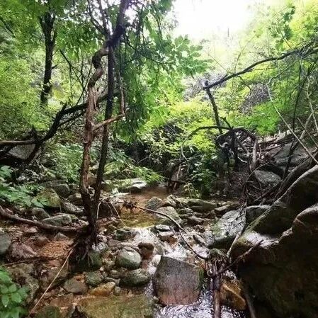 【休闲】7月26日：​藤萝谷「避暑戏水」「溯溪水仗」