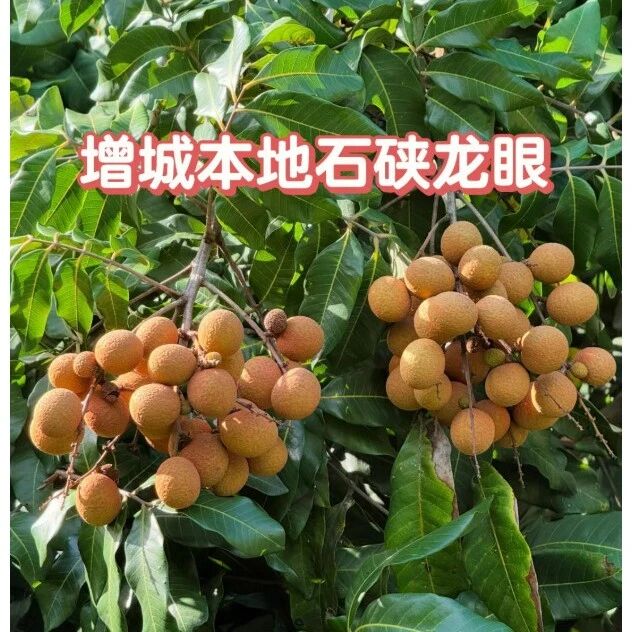 已成团！69元起！周六7.25 甜菜领队【休闲】增城摘龙眼+赏莲塘荷塘美景+玩转“广东小九寨”白江湖森林公园